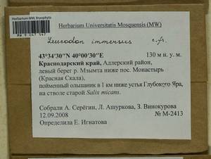 Leucodon immersus Lindb., Bryophytes, Bryophytes - North Caucasus & Ciscaucasia (B12) (Russia)