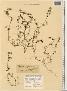 Galium anfractum Sommier & Levier, Caucasus, North Ossetia, Ingushetia & Chechnya (K1c) (Russia)