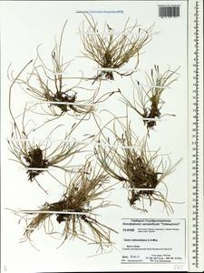 Carex parallela subsp. redowskiana (C.A.Mey.) T.V.Egorova, Siberia, Central Siberia (S3) (Russia)