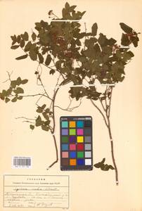 Spiraea media Schmidt, Eastern Europe, Northern region (E1) (Russia)