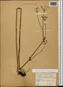 Tamamschjanella cruciata (Bornm. & H. Wolff) Pimenov & Zakharova, Caucasus, Georgia (K4) (Georgia)