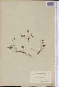 Coptis trifolia (L.) Salisb., America (AMER) (Greenland)