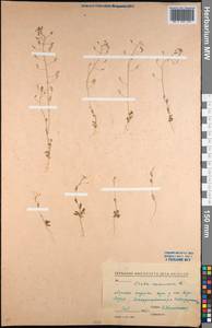 Draba nemorosa L., Middle Asia, Northern & Central Kazakhstan (M10) (Kazakhstan)