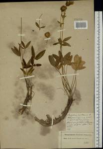 Trifolium montanum L., Eastern Europe, North-Western region (E2) (Russia)