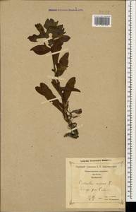 Cerinthe minor L., Caucasus, Georgia (K4) (Georgia)