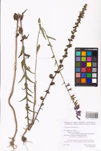 Campanula bononiensis L., Eastern Europe, Central forest-and-steppe region (E6) (Russia)