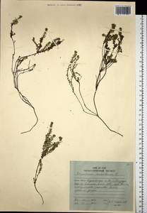 Empetrum nigrum subsp. asiaticum (Nakai) Kuvaev, Siberia, Russian Far East (S6) (Russia)