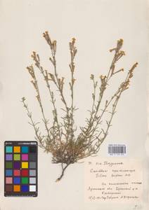 Silene supina M.Bieb., Eastern Europe, North Ukrainian region (E11) (Ukraine)