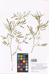 Astragalus arenarius L., Eastern Europe, Moscow region (E4a) (Russia)