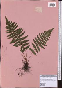 Dryopteris filix-mas (L.) Schott, Eastern Europe, Central region (E4) (Russia)