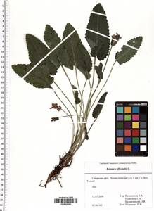 Betonica officinalis L., Eastern Europe, Middle Volga region (E8) (Russia)