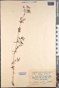 Galium boreale L., Siberia, Baikal & Transbaikal region (S4) (Russia)