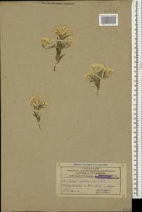 Chardinia orientalis (L.) Kuntze, Caucasus, Azerbaijan (K6) (Azerbaijan)