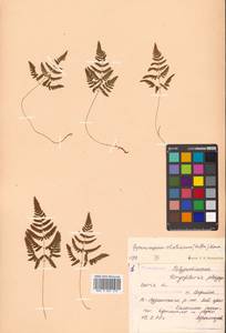 Gymnocarpium robertianum (Hoffm.) Newman, Siberia, Russian Far East (S6) (Russia)