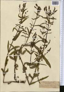 Veronica anagallis-aquatica L., Middle Asia, Northern & Central Tian Shan (M4) (Kazakhstan)