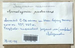 Metzgeria pubescens (Schrank) Raddi, Bryophytes, Bryophytes - Western Siberia (including Altai) (B15) (Russia)