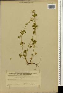 Medicago lupulina L., Caucasus, Azerbaijan (K6) (Azerbaijan)