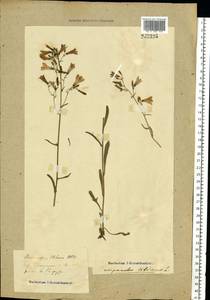 Campanula sibirica L., Eastern Europe, Central forest-and-steppe region (E6) (Russia)