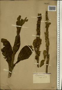 Verbascum thapsus L., Eastern Europe, Volga-Kama region (E7) (Russia)