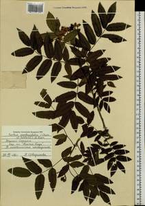Sorbus sambucifolia (Cham. & Schltdl.) M. Roem., Siberia, Russian Far East (S6) (Russia)