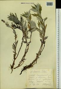 Artemisia tilesii Ledeb., Siberia, Yakutia (S5) (Russia)