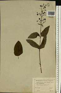 Scrophularia nodosa L., Eastern Europe, Moscow region (E4a) (Russia)