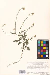 Rapistrum rugosum (L.) All., Eastern Europe, Moscow region (E4a) (Russia)