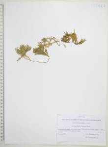 Diphasiastrum sitchense (Rupr.) Holub, Siberia, Russian Far East (S6) (Russia)