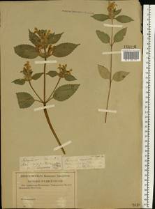 Galeopsis speciosa Mill., Eastern Europe, North-Western region (E2) (Russia)