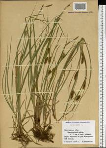 Carex hirta L., Eastern Europe, Northern region (E1) (Russia)