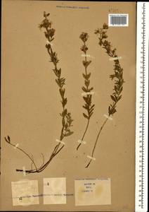 Hypericum linarioides, Caucasus (no precise locality) (K0)