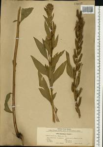 Oenothera biennis L., Eastern Europe, North Ukrainian region (E11) (Ukraine)