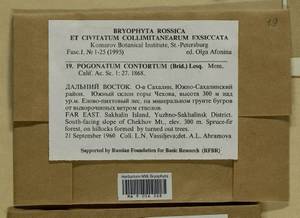 Pogonatum contortum (Menzies ex Brid.) Lesq., Bryophytes, Bryophytes - Russian Far East (excl. Chukotka & Kamchatka) (B20) (Russia)