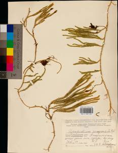 Spinulum annotinum subsp. dubium (Zoëga) J.H.Xue, Chepinoga & K.P.Ma, Eastern Europe, Northern region (E1) (Russia)