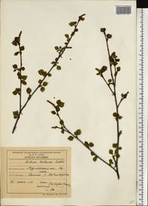Betula pubescens var. pumila (L.) Govaerts, Eastern Europe, Northern region (E1) (Russia)