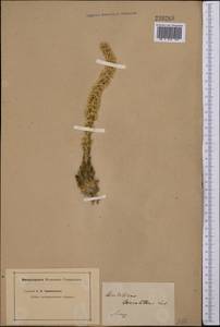 Orostachys thyrsiflora (DC.) Fisch. ex Sweet, Middle Asia, Dzungarian Alatau & Tarbagatai (M5) (Kazakhstan)