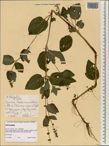 Plectranthus, Africa (AFR) (Ethiopia)
