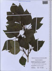 Populus balsamifera, Siberia, Baikal & Transbaikal region (S4) (Russia)