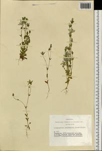 Lomatogonium carinthiacum (Wulfen) Reichenb., Siberia, Altai & Sayany Mountains (S2) (Russia)