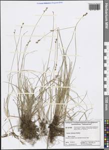Carex canescens L., Siberia, Central Siberia (S3) (Russia)