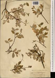 Salix bebbiana Sarg., Mongolia (MONG) (Mongolia)