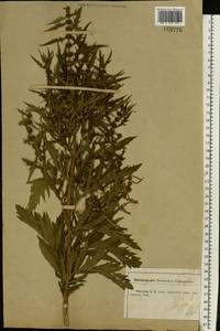 Lycopus exaltatus L.f., Eastern Europe, Central forest-and-steppe region (E6) (Russia)