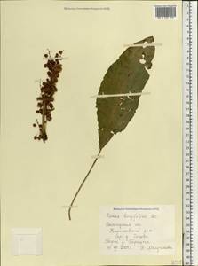 Rumex longifolius DC., Eastern Europe, Northern region (E1) (Russia)