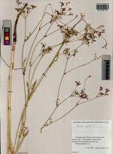 Carum carvi L., Siberia, Altai & Sayany Mountains (S2) (Russia)