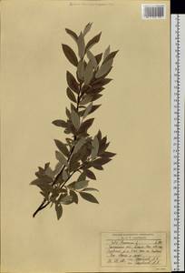 Salix lapponum L., Siberia, Western Siberia (S1) (Russia)
