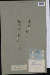 Satureja hortensis L., Western Europe (EUR) (Not classified)