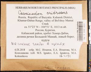 Coscinodon cribrosus (Hedw.) Spruce, Bryophytes, Bryophytes - Baikal & Transbaikal regions (B18) (Russia)