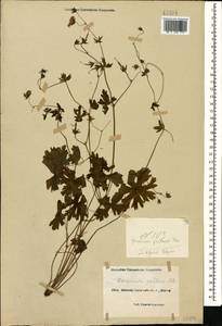 Geranium asphodeloides Burm. f., Caucasus, Black Sea Shore (from Novorossiysk to Adler) (K3) (Russia)