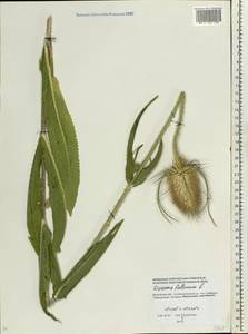 Dipsacus fullonum L., Eastern Europe, Moscow region (E4a) (Russia)