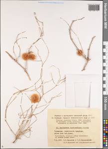 Calligonum caput-medusae Schrenk, Middle Asia, Karakum (M6) (Turkmenistan)